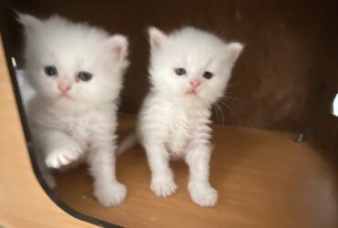 chatons persan de race pure à vendre